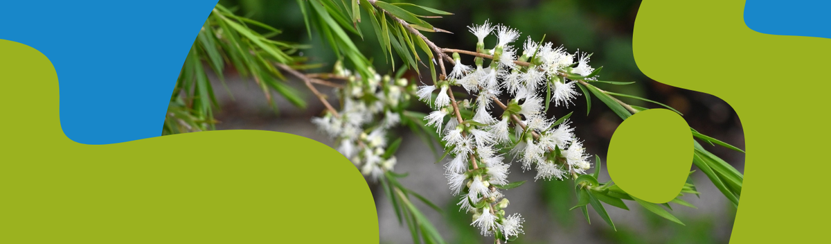 Tea Tree Oil: Acne, Fungus & Natural Remedies