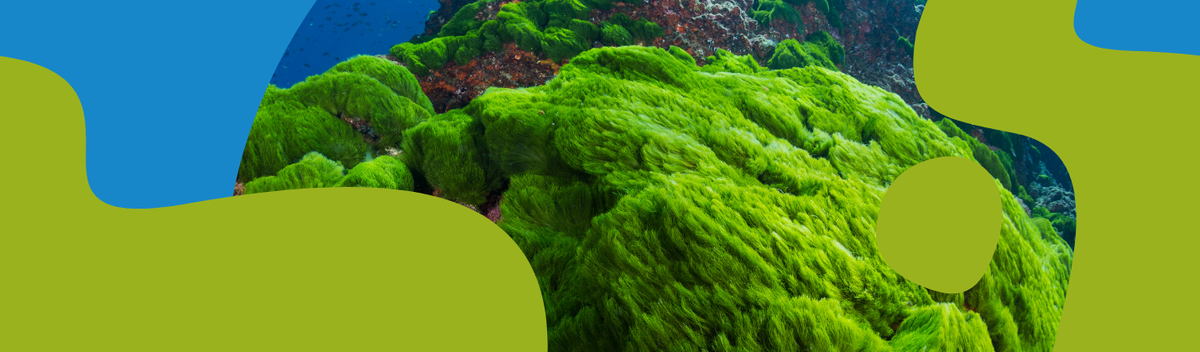 Sea Algae Supplements: Spirulina & Chlorella