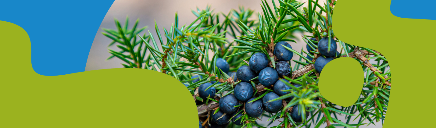 Juniper Essential Oil: Properties & Uses
