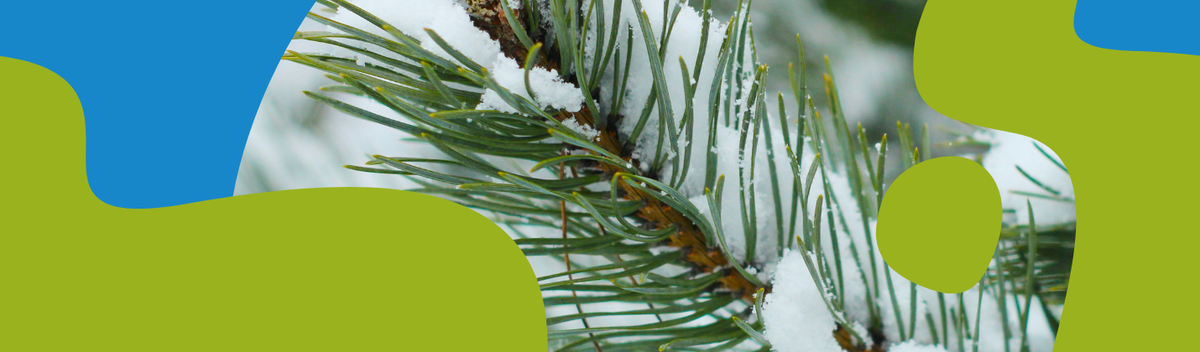 Siberian Fir Essential Oil: Benefits & How to Use It