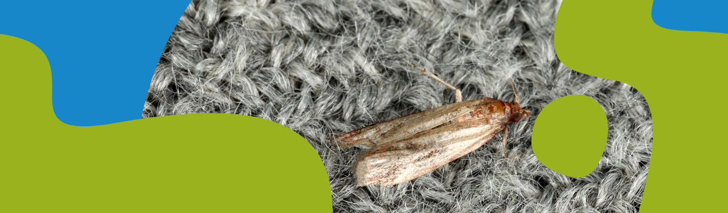 How to Get Rid of Clothes Moths Naturally